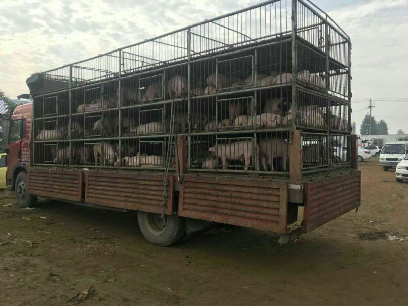 优良仔猪猪场直供货源充足检疫手续齐全