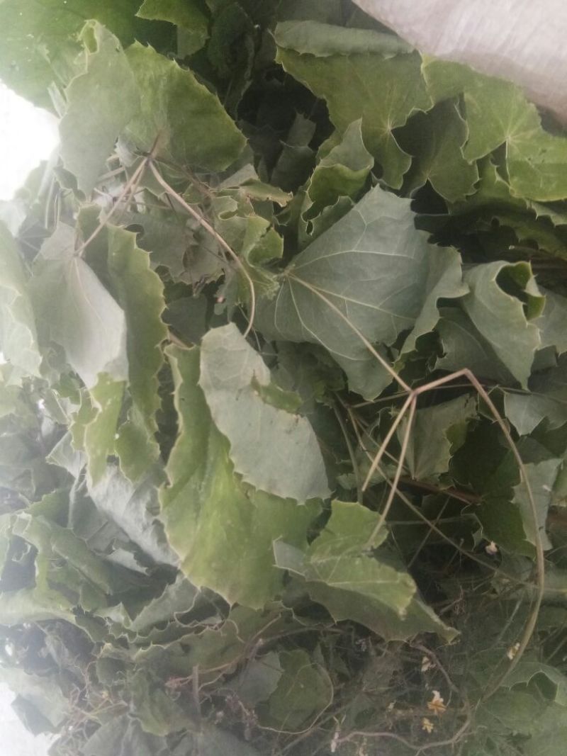 淫羊藿不带头统