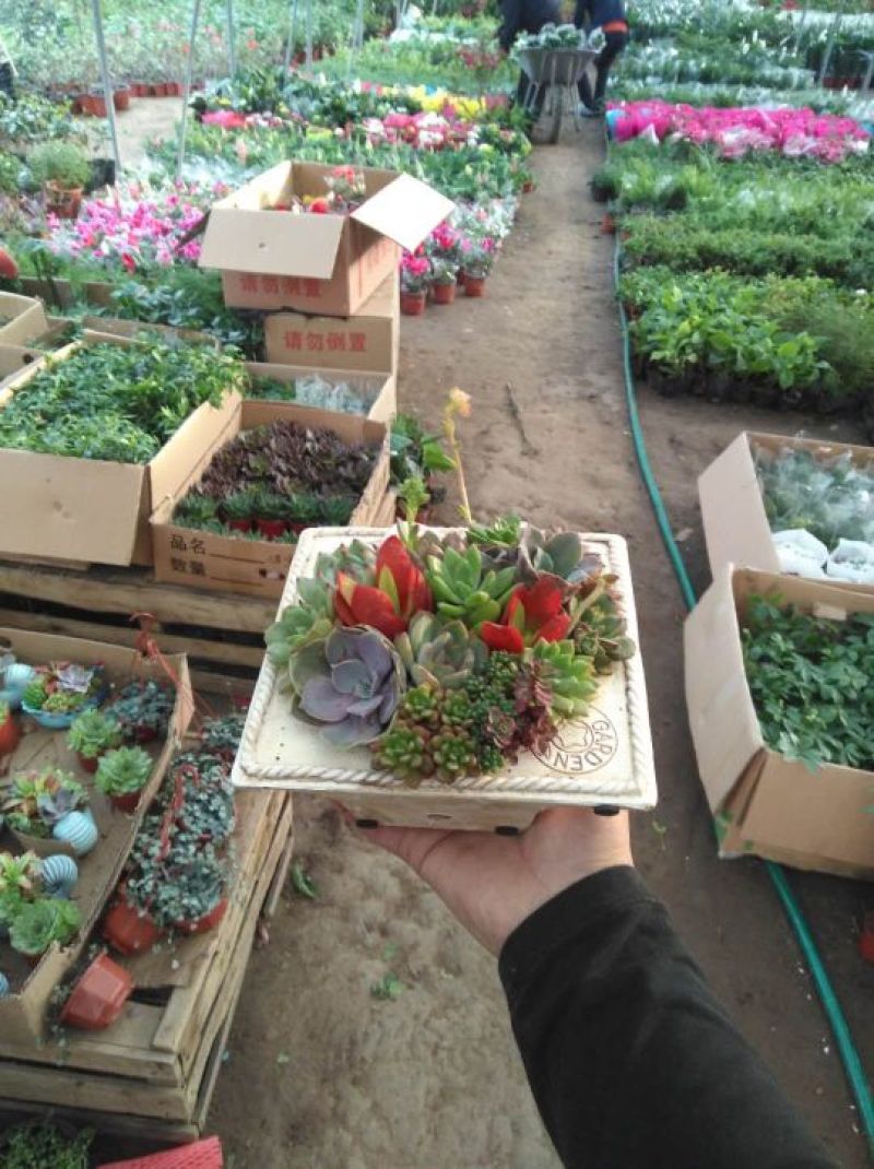 多肉植物
