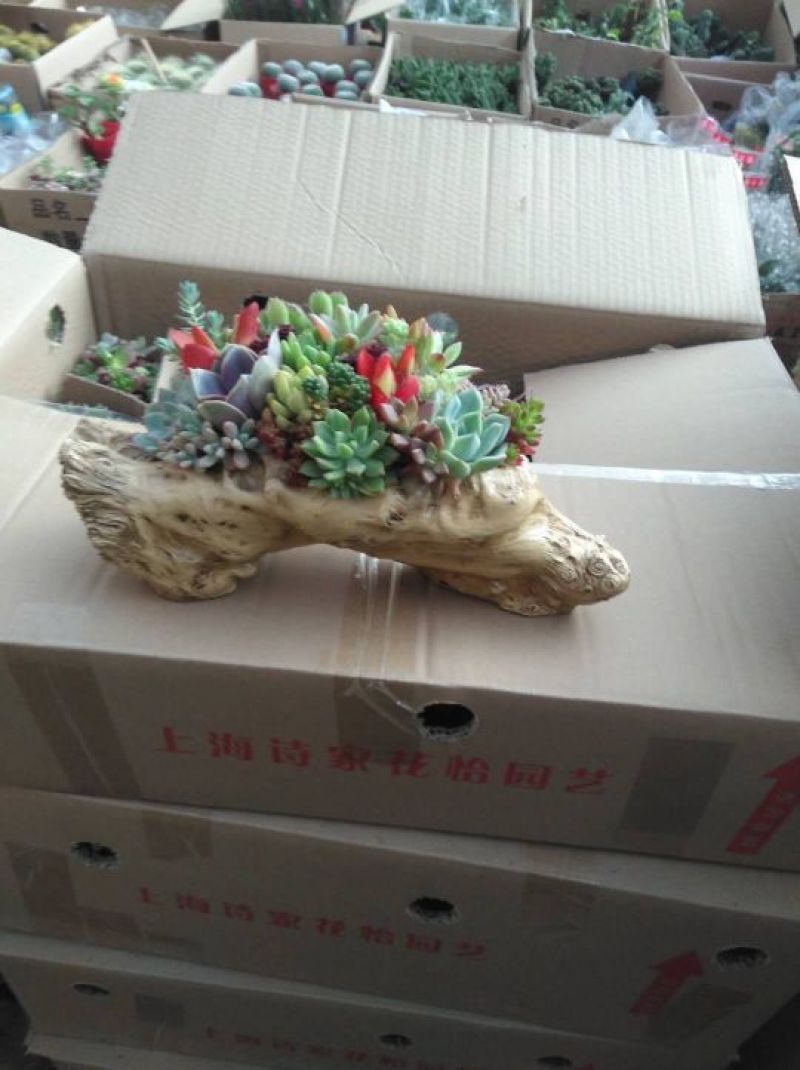 多肉植物