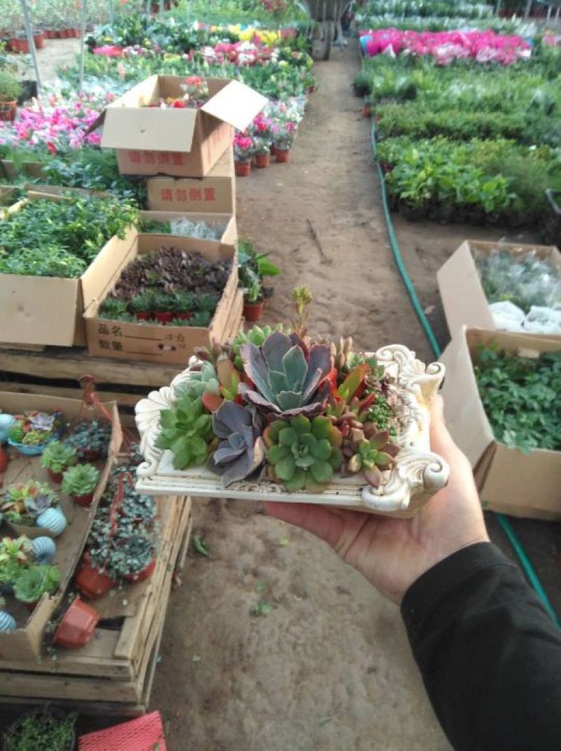 多肉植物