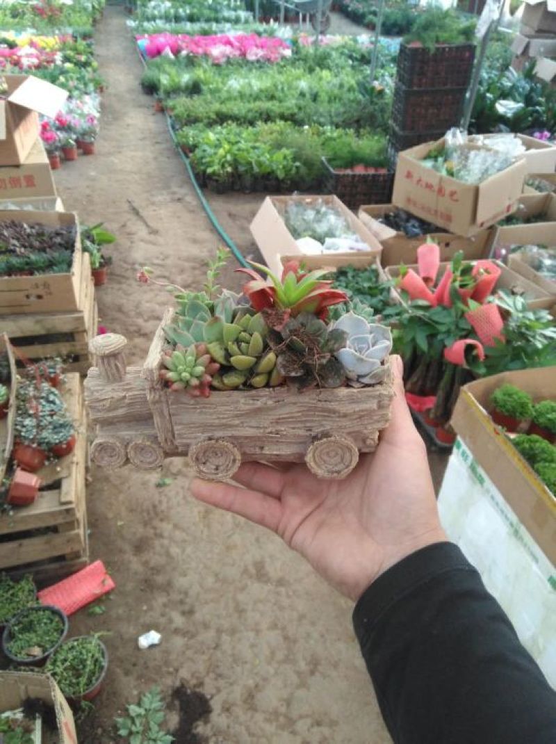 多肉植物