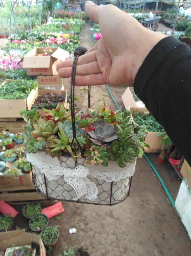 多肉植物