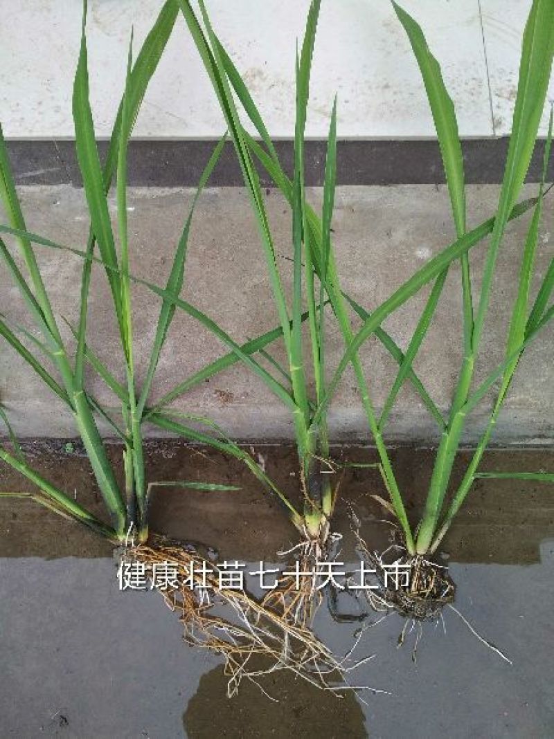 双季茭白带壳，高瓜，美人茭白，高笋，早茭白，