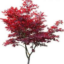 红枫【很漂亮的绿化树种，细叶，树型不高】