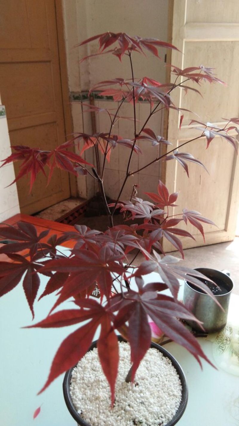 红枫【很漂亮的绿化树种，细叶，树型不高】