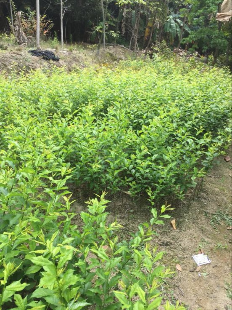 三华李树苗40~50cm