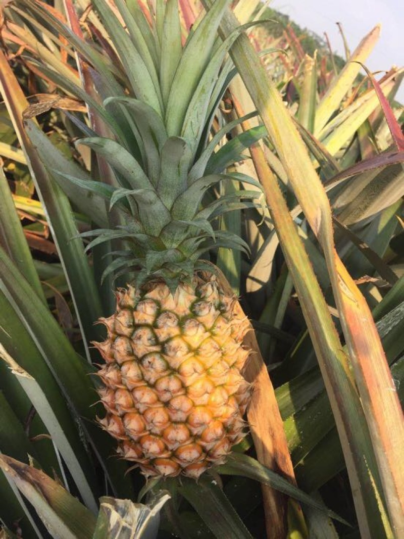金钻十七号凤梨1.5~2斤