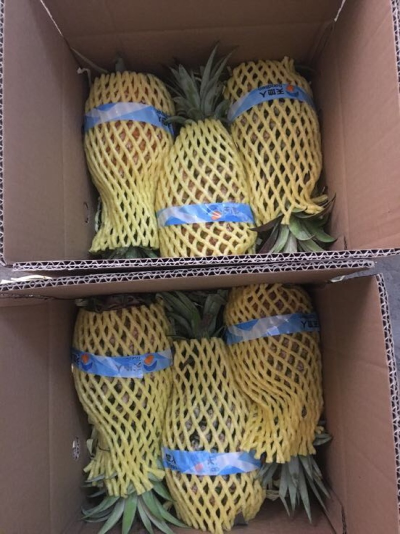 金钻十七号凤梨1.5~2斤