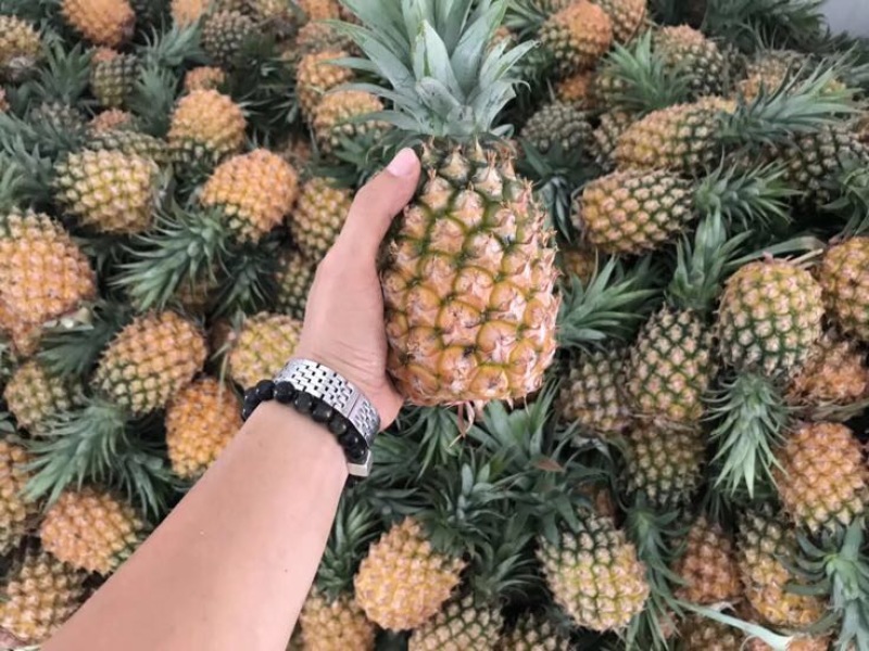 金钻十七号凤梨1.5~2斤