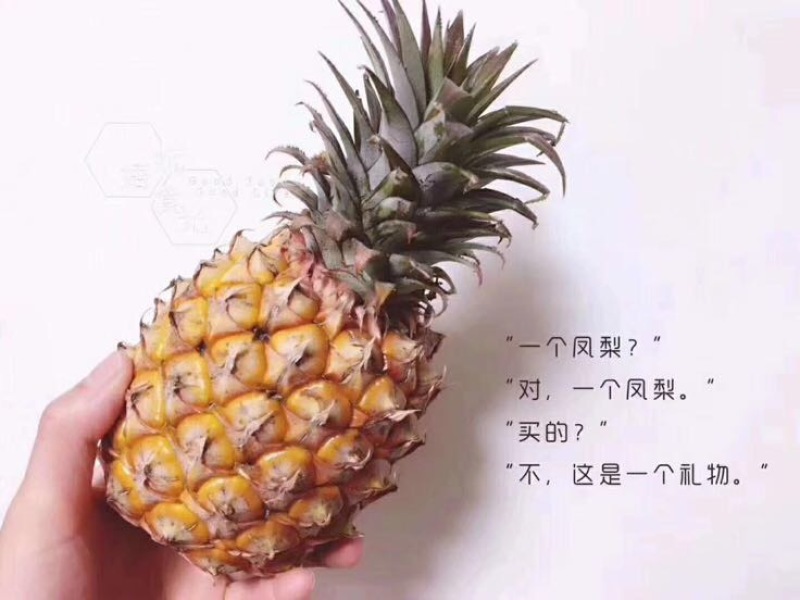 金钻十七号凤梨1.5~2斤