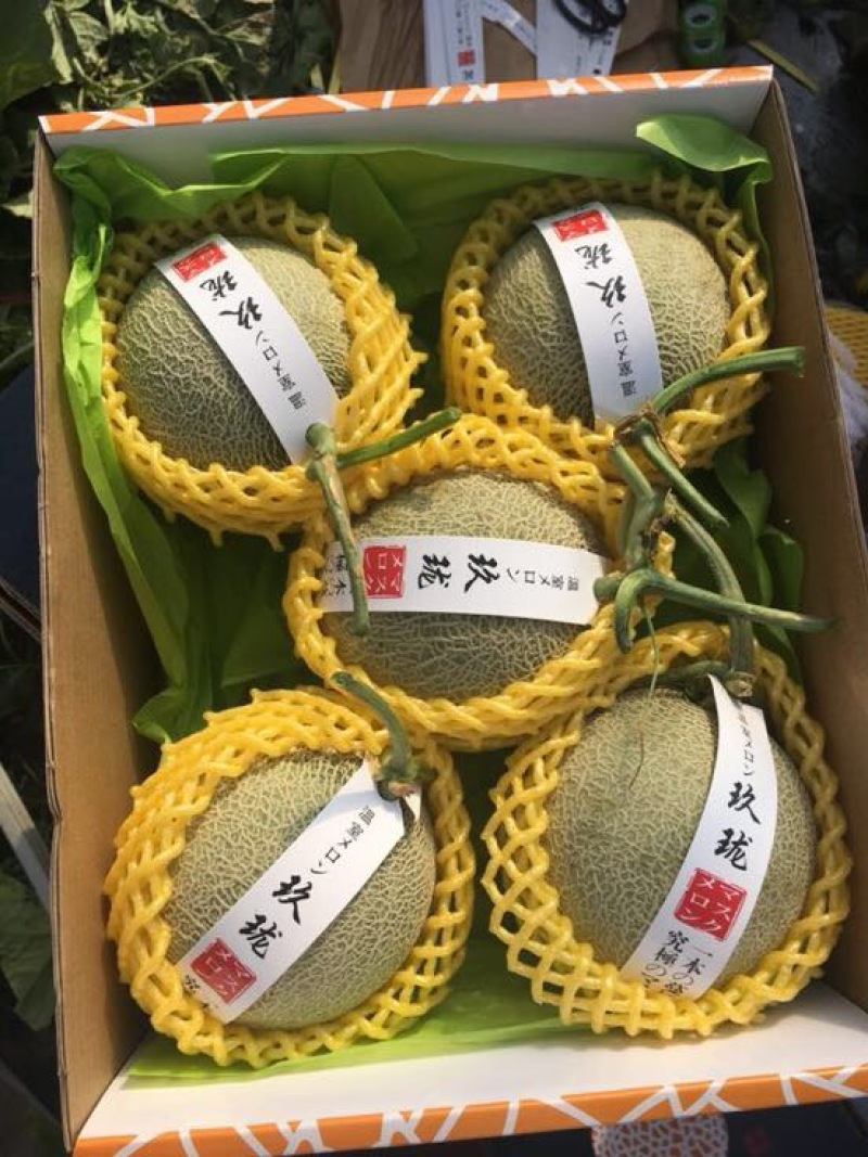 网纹瓜1斤以上椭圆形