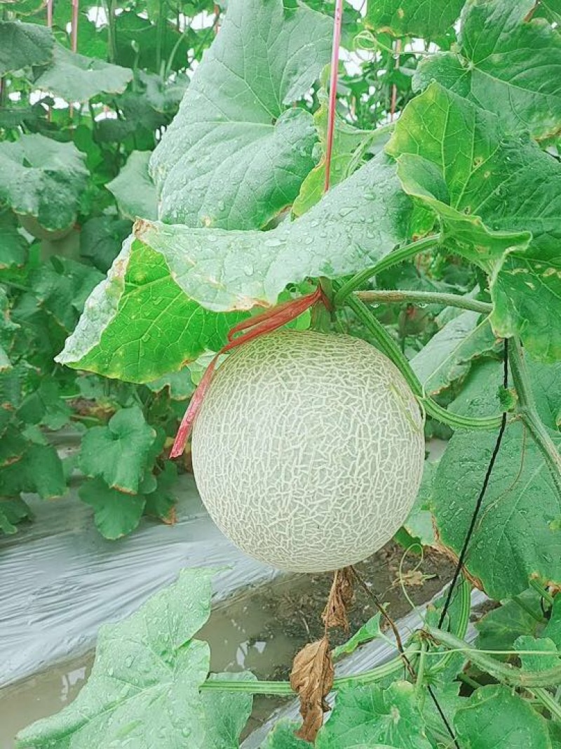 网纹瓜1斤以上椭圆形