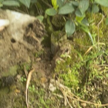 软枝油茶苗10~29cm