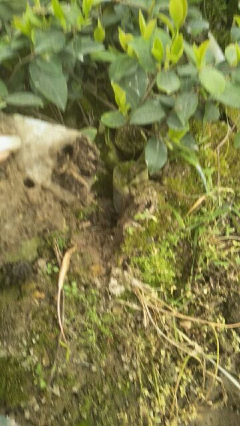 软枝油茶苗10~29cm