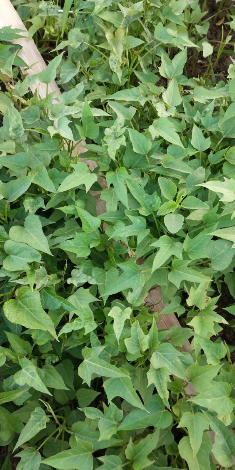 豫薯166-7红薯苗豫薯13.商薯19.红苏8.烟薯等