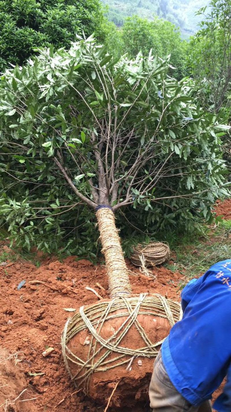 丹桂2~3米14~16cm3~3.5米