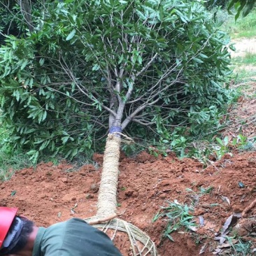 丹桂2~3米14~16cm3~3.5米