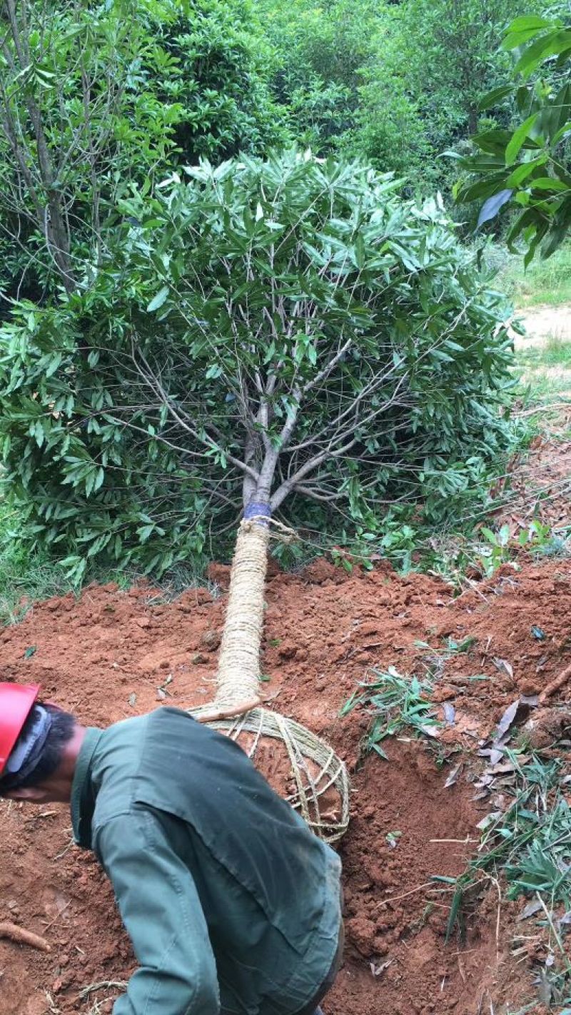 丹桂2~3米14~16cm3~3.5米