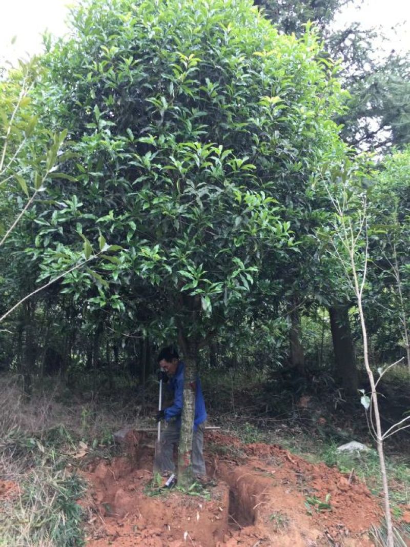 丹桂2~3米14~16cm3~3.5米