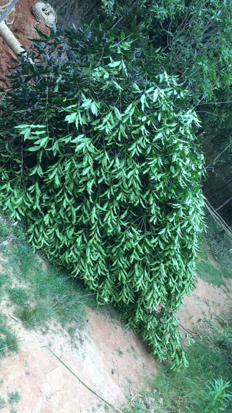 丹桂2~3米14~16cm3~3.5米