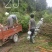 状元红桂花苗裸根地径2.5公分