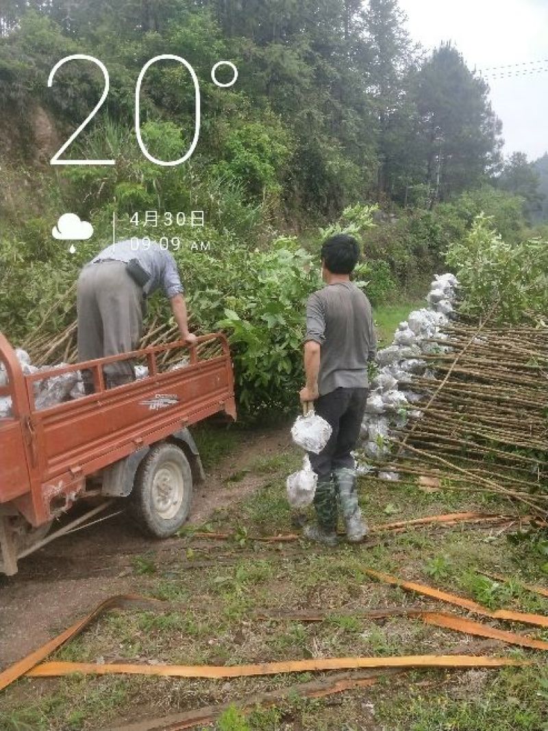 状元红桂花苗裸根地径2.5公分