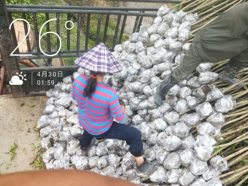 状元红桂花苗裸根地径2.5公分
