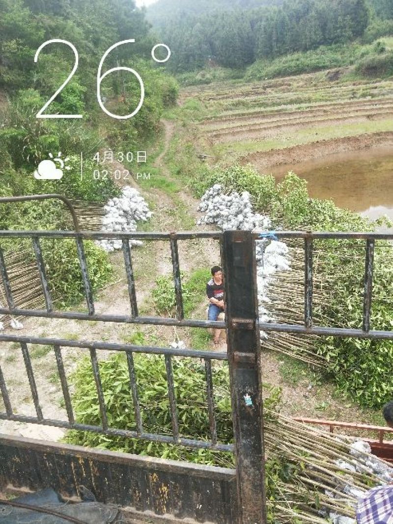 状元红桂花苗裸根地径2.5公分