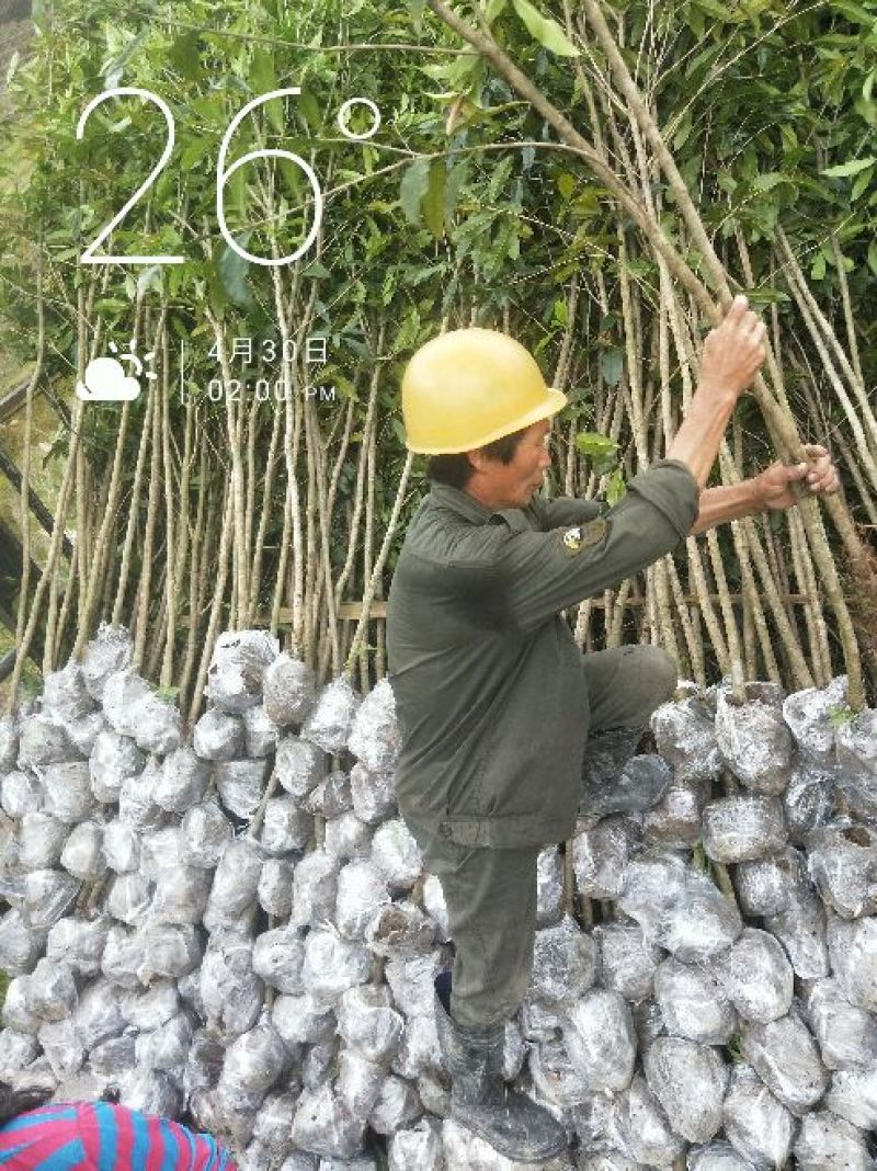 状元红桂花苗裸根地径2.5公分