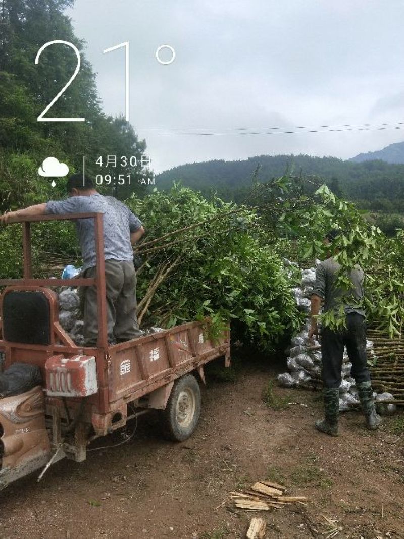 状元红桂花苗裸根地径2.5公分