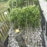 状元红桂花苗裸根地径2.5公分