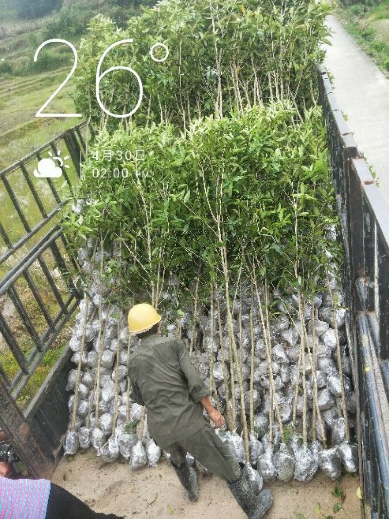 状元红桂花苗裸根地径2.5公分