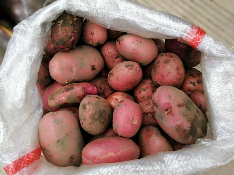 青薯9号土豆3两以上精品