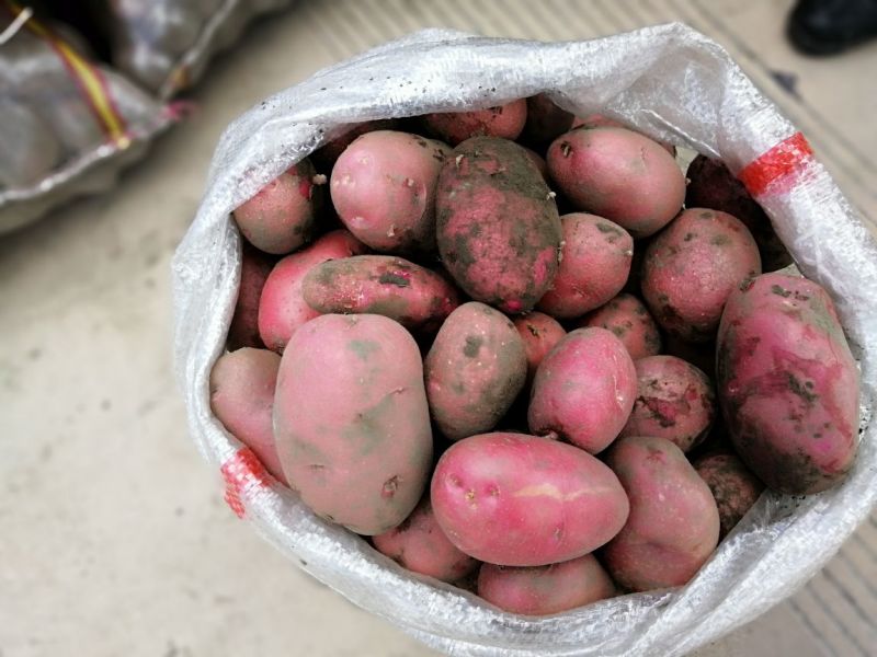 青薯9号土豆3两以上精品