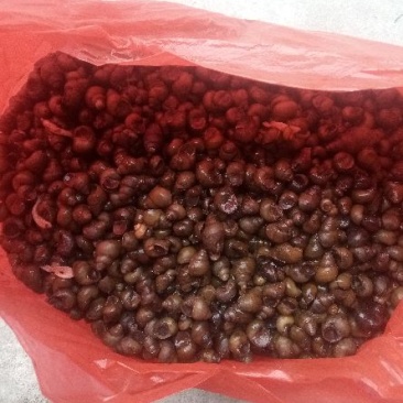 螺蛳食用鲜活