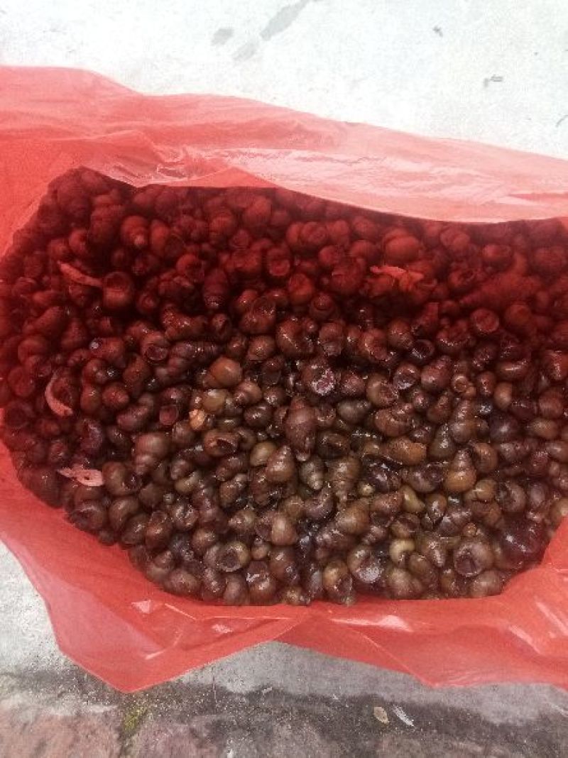 螺蛳食用鲜活