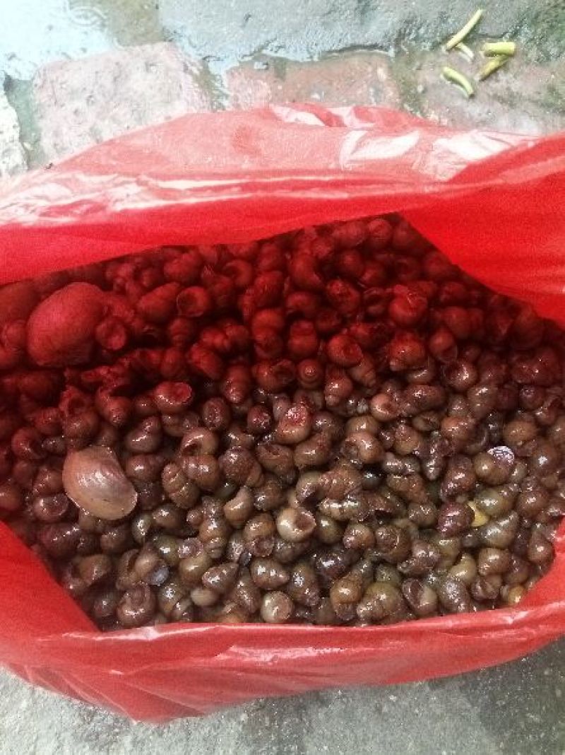 螺蛳食用鲜活