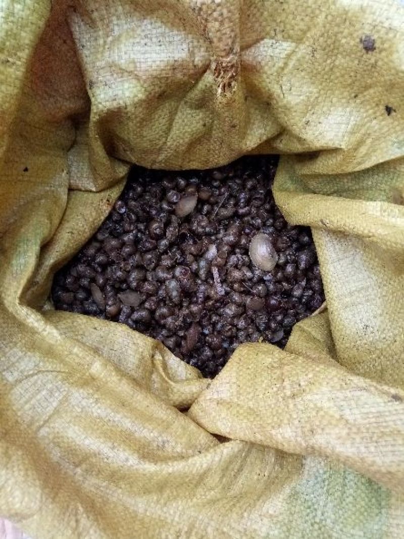 螺蛳食用鲜活