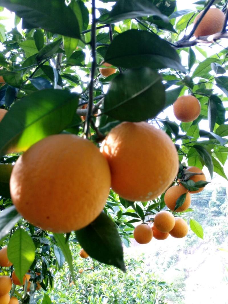 夏橙湖北橙子味甜多汁鲜果大量供应对接全国市场