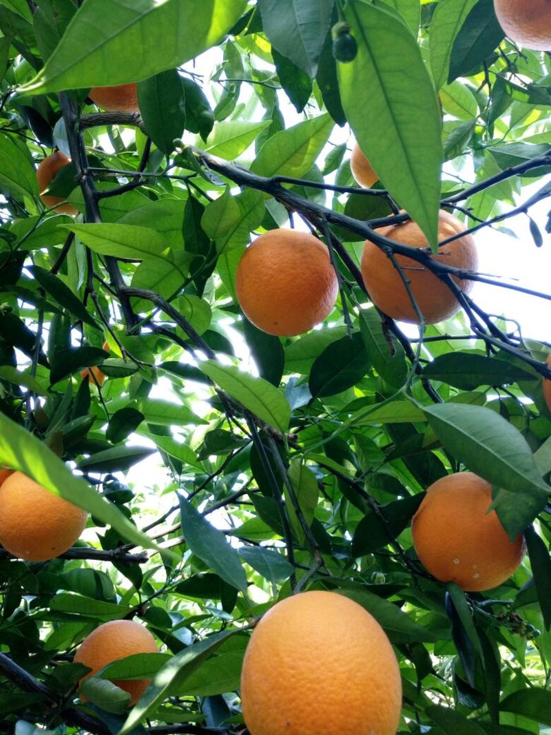 夏橙湖北橙子味甜多汁鲜果大量供应对接全国市场
