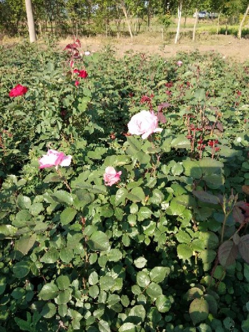 丰花月季40~50cm绿化工程专用苗