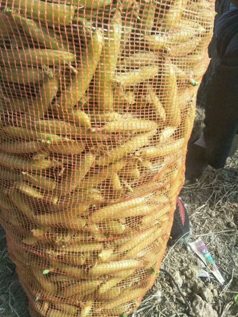 瓜尔豆