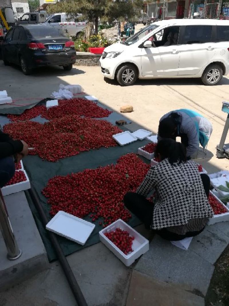 红灯樱桃，精选大果，一件代发