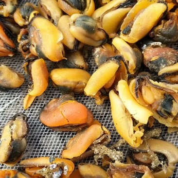 【实力】淡菜淡菜干海红干食用青口贝批发山东日照