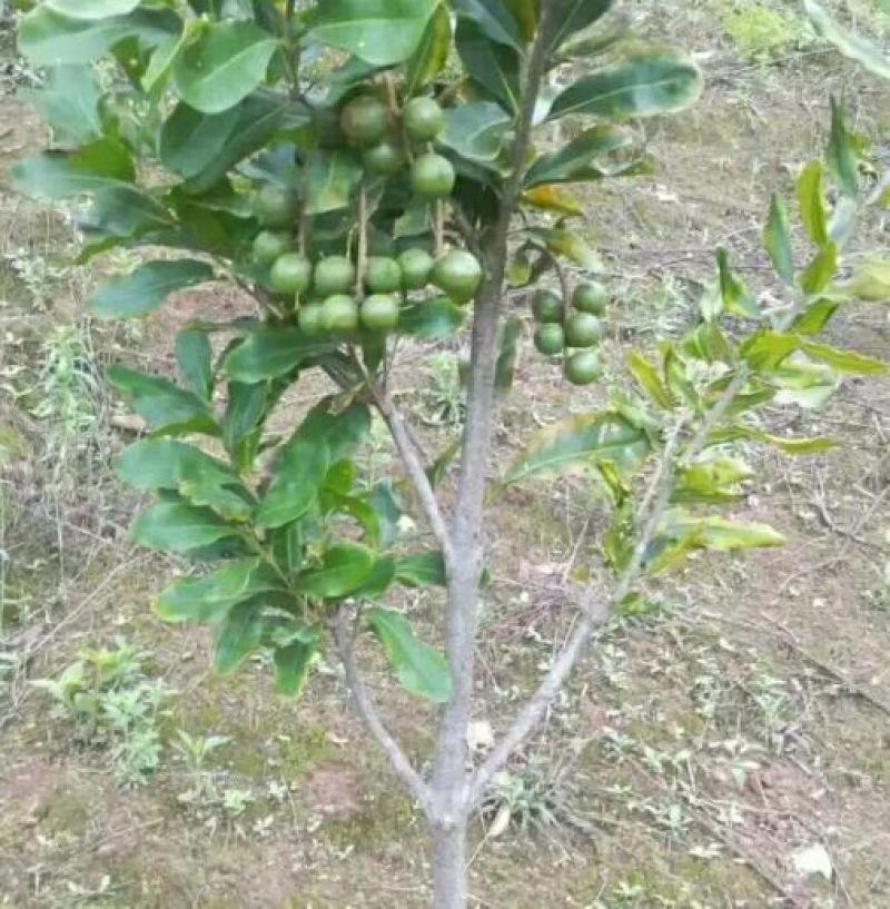 澳洲坚果苗