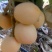 大五星枇杷，代收，代发