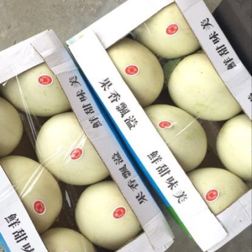 玉姑甜瓜3斤精品
