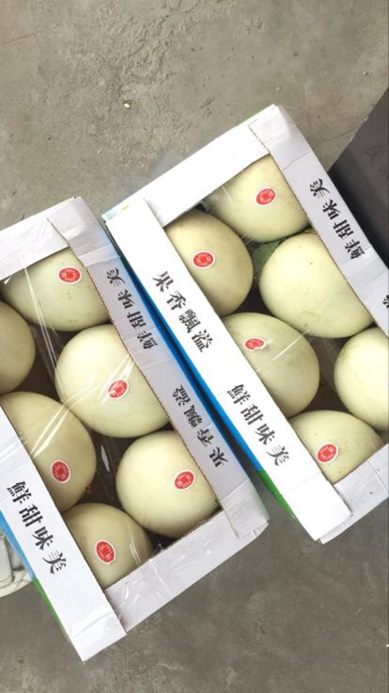 玉姑甜瓜3斤精品