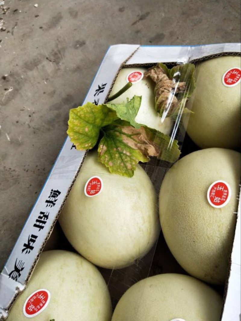 玉姑甜瓜3斤精品
